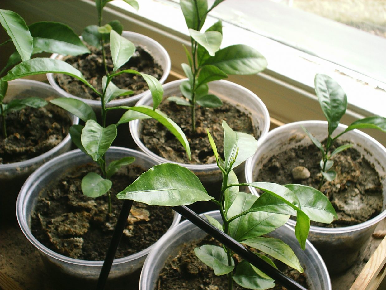 Plants sprouting in a window