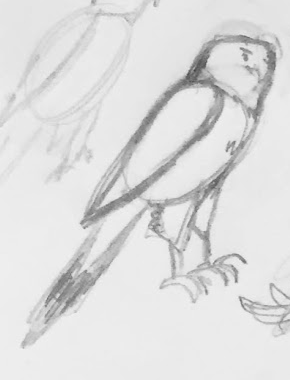 sketch of hawk