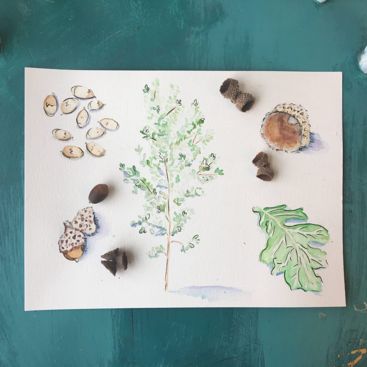 water color oak tree and acorns