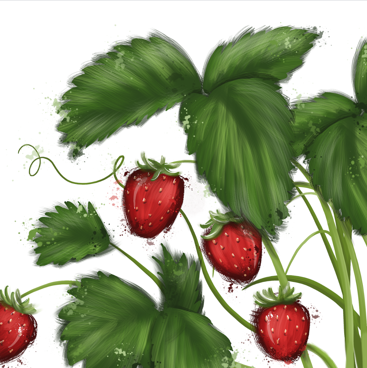 Strawberry plant