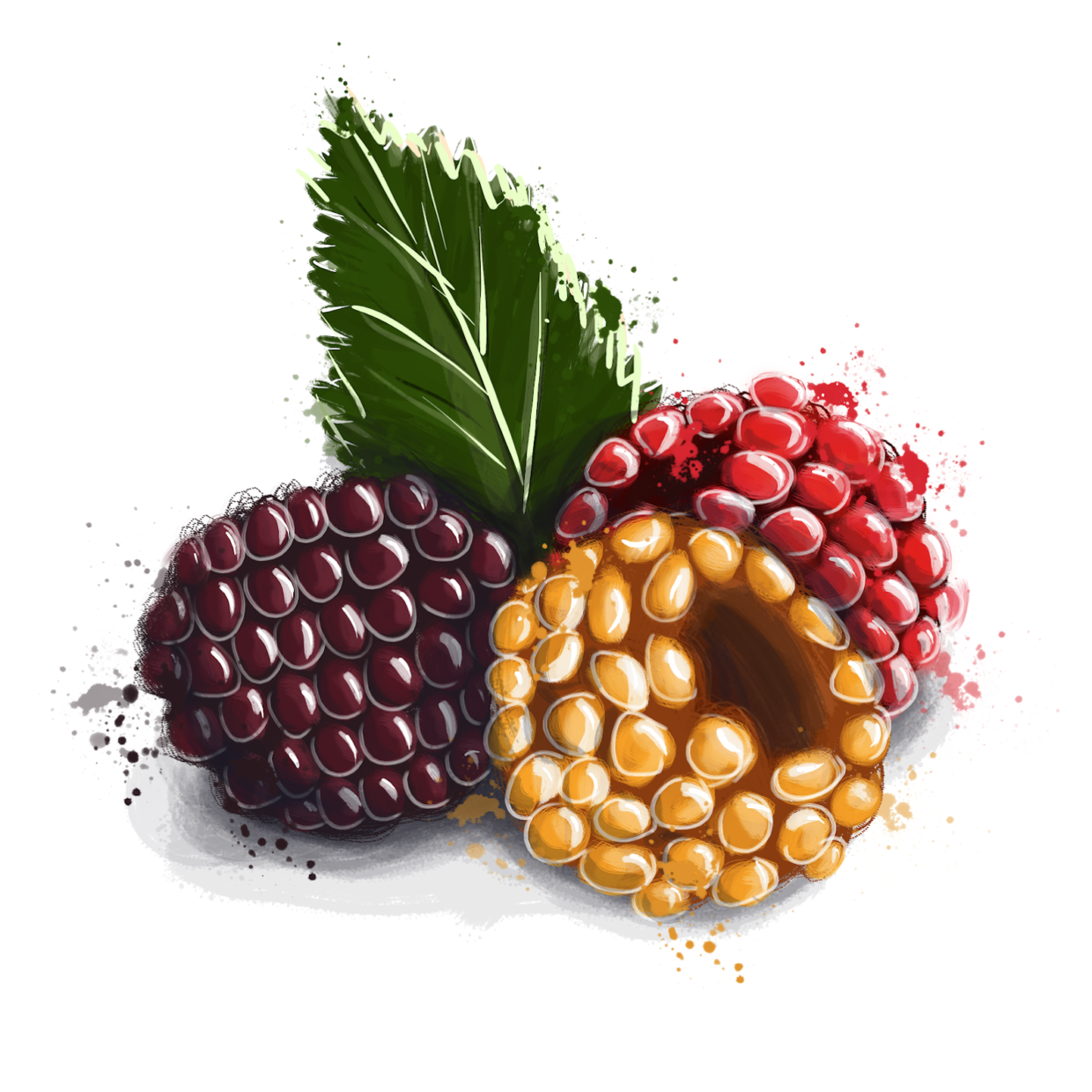 Red, Yellow, and Purple raspberries